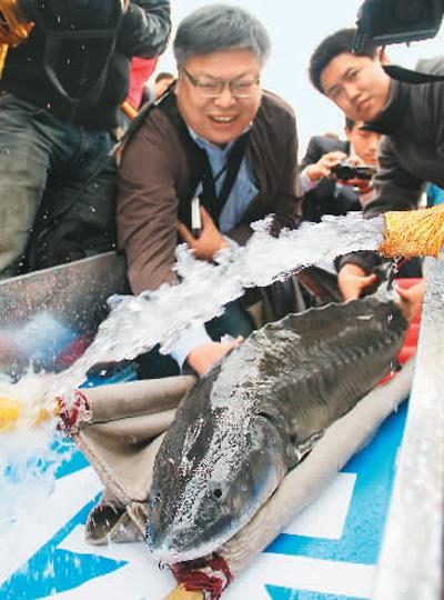 中華鱘放流記