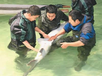 中華鱘放流記