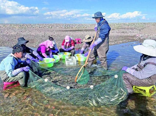 青海湖迎來(lái)一年一度湟魚(yú)洄游季