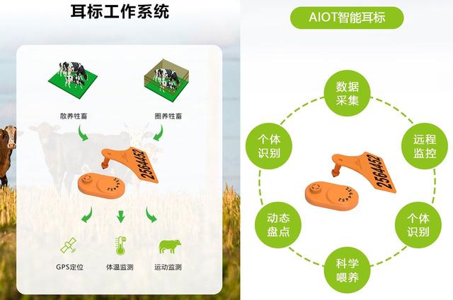 畜牧業(yè)金融智能化：牛電子耳標(biāo)的驅(qū)動(dòng)力