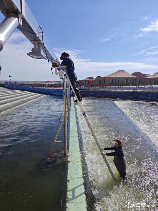 青海湖迎來(lái)一年一度湟魚洄游季