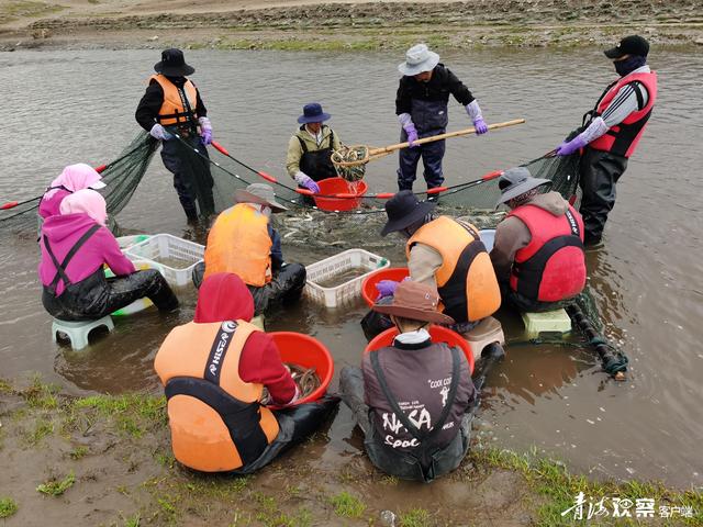 青海湖迎來(lái)一年一度湟魚洄游季